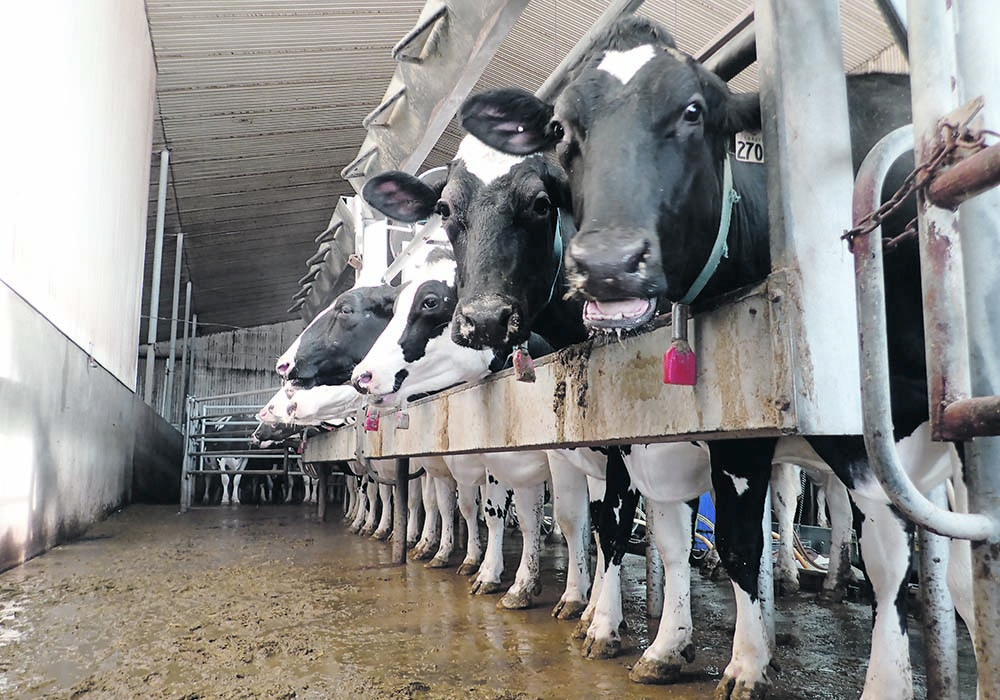 On Sept. 16, the Canadian Food Inspection Agency released new guidance for beef and dairy producers, given the still climbing number of cases of highly pathogenic avian influenza south of the border. | File photo