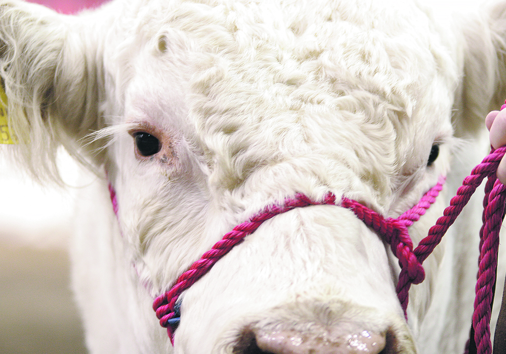 Scientists use a few common behaviour tests to assess personality traits in animals, including the chute score and the novel object test.  |  File photo