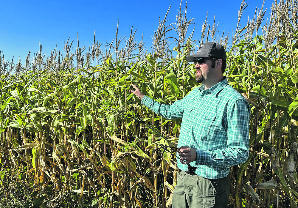 Jonathan Bouw of Edie Creek Angus stands in front of his corn crop, which will be the future source of mini corn piles for winter grazing.  |  Don Norman photo