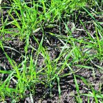 A Lakeland Agricultural Research Association trial found that seeding winter cereals early can help manage drought and offer an alternative feed source for cattle — at least in northeastern Alberta where the project took place. | Ralph Pearce photo