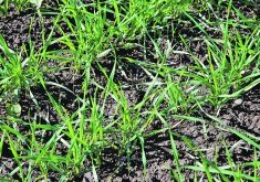 A Lakeland Agricultural Research Association trial found that seeding winter cereals early can help manage drought and offer an alternative feed source for cattle — at least in northeastern Alberta where the project took place.  |  Ralph Pearce photo