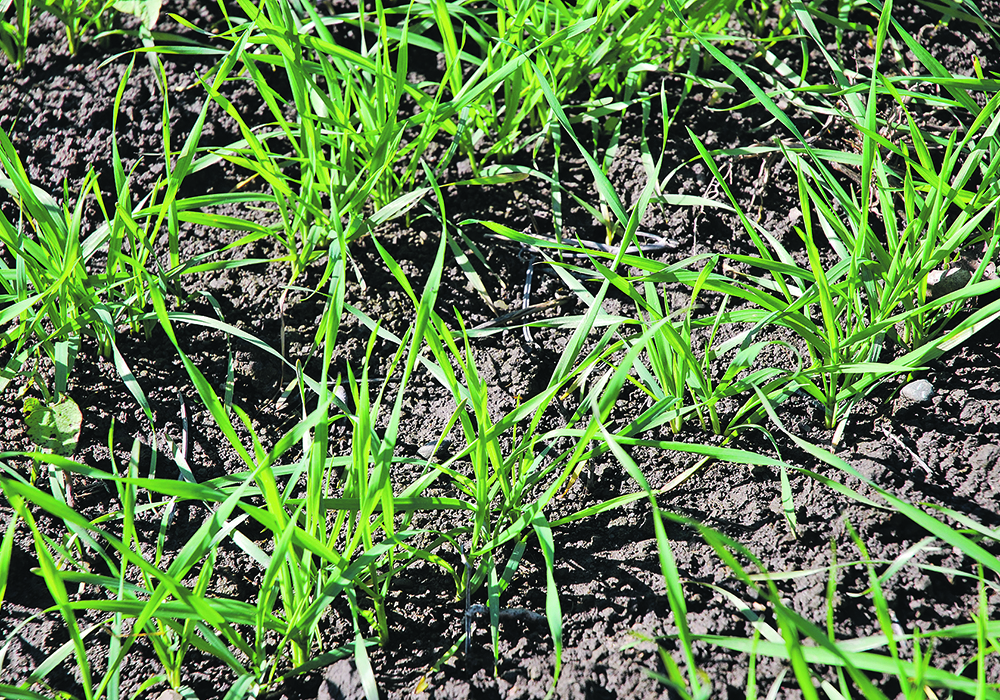 A Lakeland Agricultural Research Association trial found that seeding winter cereals early can help manage drought and offer an alternative feed source for cattle — at least in northeastern Alberta where the project took place.  |  Ralph Pearce photo
