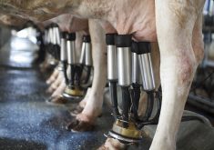 A recent study, published in Ecological Economics, said 6.8 billion litres of milk has been discarded since 2012. That could have supplied the annual dairy intake for 4.2 million Canadians, it found. | Getty Images