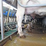 New Zealand has argued that Canada’s implementation of dairy tariff rate quotas under the Comprehensive and Progressive Agreement for Trans-Pacific Partnership violates the agreement’s rules. | File photo