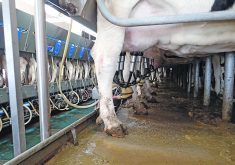 New Zealand has argued that Canada’s implementation of dairy tariff rate quotas under the Comprehensive and Progressive Agreement for Trans-Pacific Partnership violates the agreement’s rules. | File photo