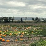 The Bay of Fundy is in the background at Blake’s Pumpkin Jungle near Masstown, N.S. | Karen Briere photo