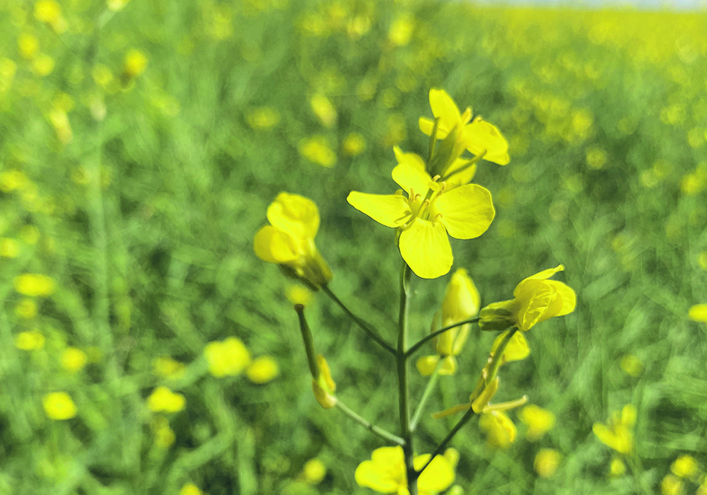 Canada’s canola sector sees the U.S. sustainable aviation fuel market as a medium- to long-term opportunity, but many technical details have yet to be sorted out when it comes to determining what potential feedstocks will be eligible to service that market.  |  File photo