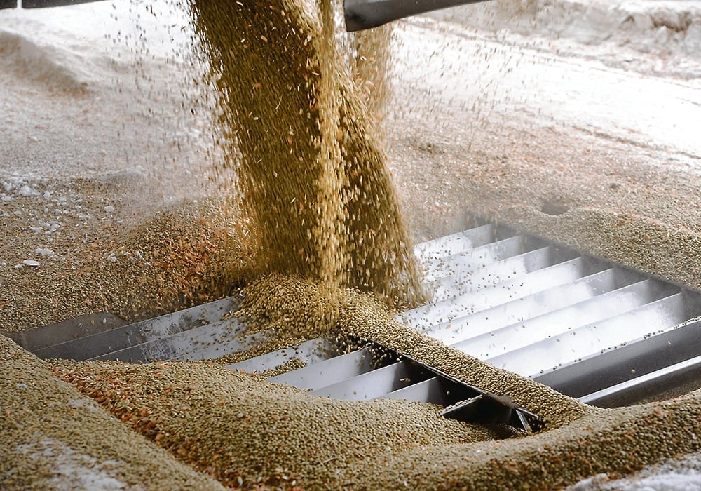 “In the end, when people need to eat, they have to eat. If they can’t find pigeon peas, then they’ll find green lentils to replace them, and those are going to come from either Canada or Russia," says Jordan Fehr of Simpson Seeds Inc. in Moose Jaw, Sask. | File photo