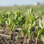 When picking crop varieties, it’s good to consider all the angles. | File photo