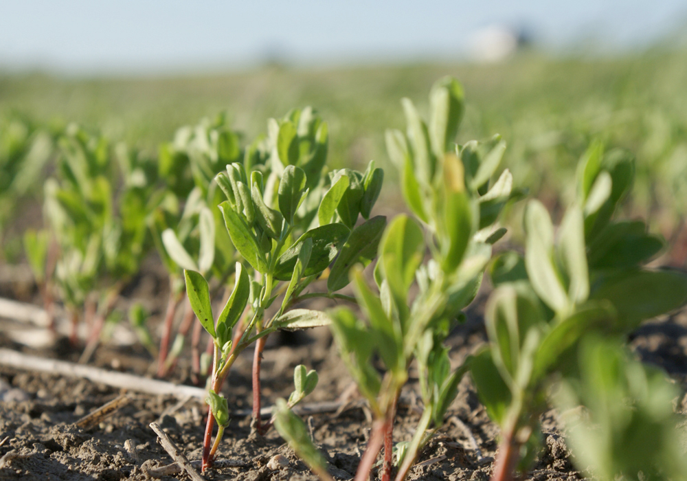 When picking crop varieties, it’s good to consider all the angles. | File photo
