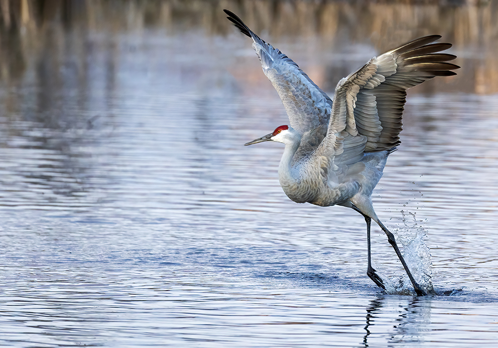 WP news editor Bruce Dyck hit a bird-watching jackpot recently on a hike south of Saskatoon along the South Saskatchewan River. | Getty Images
