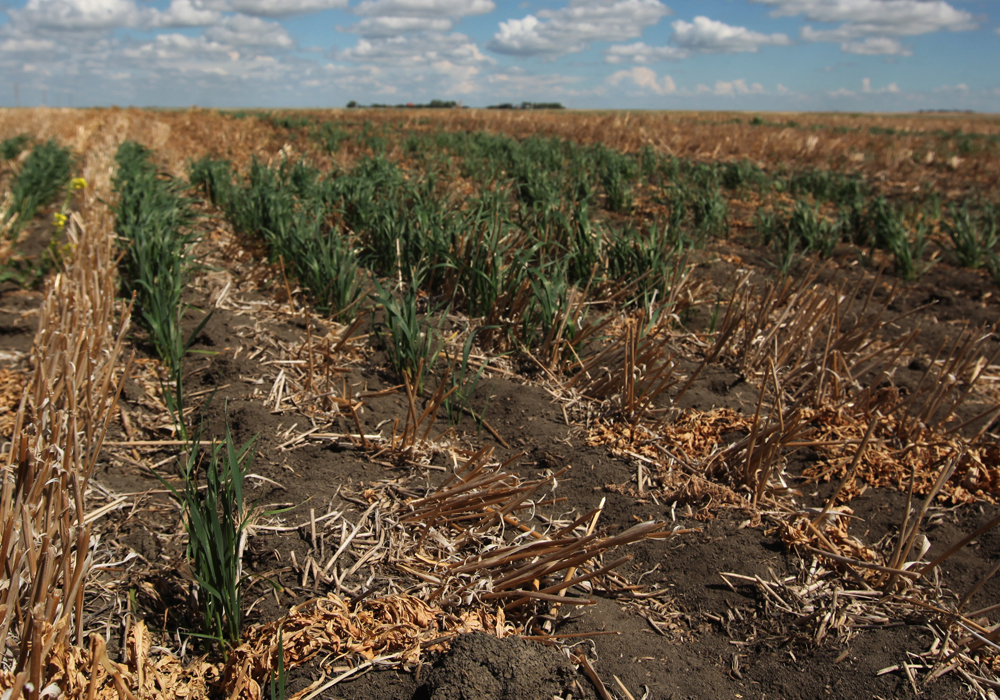 The National Oceanic and Atmospheric Administration (NOAA) expects drought conditions to “persist and worsen” across the central and southern Plains of the U.S. | File photo
