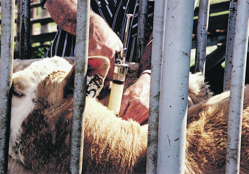 There are lots of reasons why producers may have to change vaccines, but it can usually be done with minimal impact on livestock health.  |  File photo