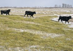 The Certified Sustainable Beef Framework, known as CRSB Certified, certifies beef producers and processors against the standards for sustainable beef production and processing set by the Canadian Roundtable for Sustainable Beef.  |  File photo
