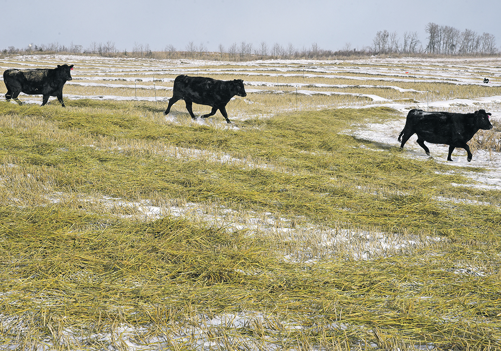 The Certified Sustainable Beef Framework, known as CRSB Certified, certifies beef producers and processors against the standards for sustainable beef production and processing set by the Canadian Roundtable for Sustainable Beef.  |  File photo
