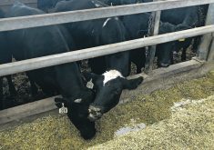 Research has found that feeding high-energy diets to dairy beef animals post-weaning can result in highly efficient gains and animals ready for processing at 12 months.  |  Kristy Nudds photo