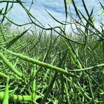 Europe’s tough stance against crops grown on deforested land had been expected to benefit Canadian canola exports. | File photo