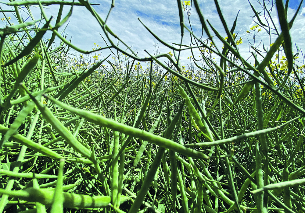 Europe’s tough stance against crops grown on deforested land had been expected to benefit Canadian canola exports.  |  File photo