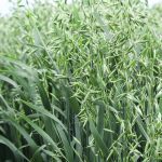 Oats are not traditionally used for their oil content because there’s a small amount of oil relative to oilseed crops such as canola, but the crop does contain a high amount of lipids, or fatty compounds, and increasing the oil content and producing more fatty acids in the grain could produce benefits for human nutrition. | File photo