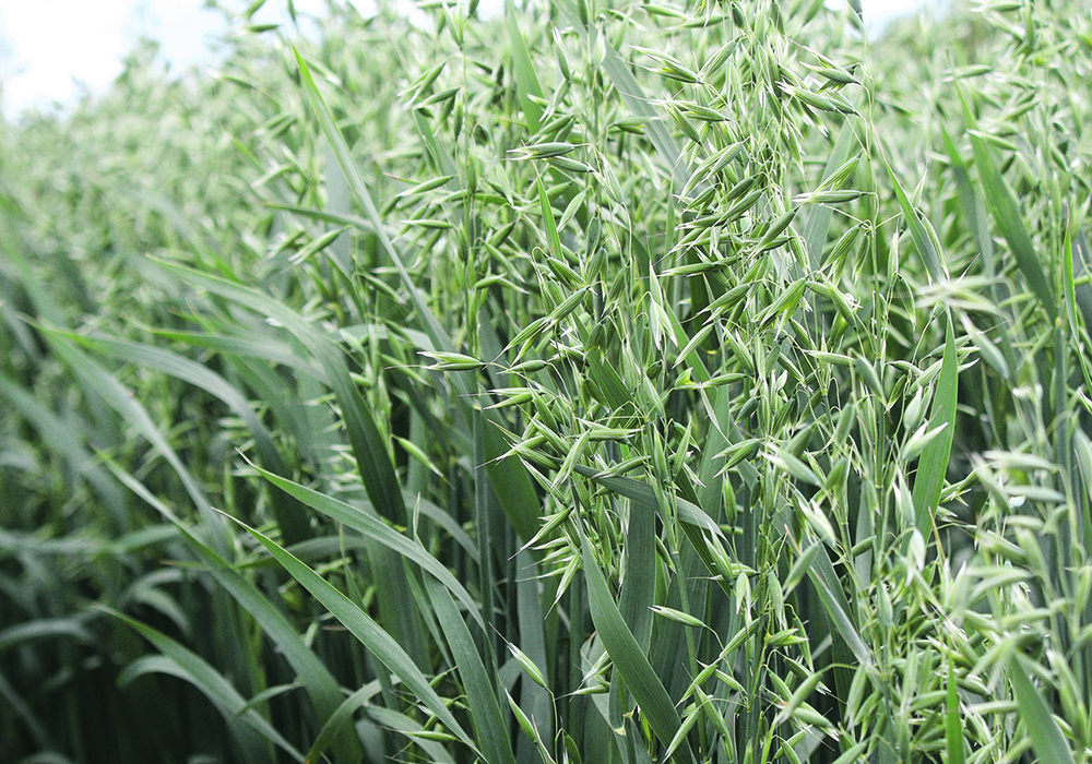 Oats are not traditionally used for their oil content because there’s a small amount of oil relative to oilseed crops such as canola, but the crop does contain a high amount of lipids, or fatty compounds, and increasing the oil content and producing more fatty acids in the grain could produce benefits for human nutrition.  |  File photo