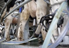 A recent study said 6.8 billion litres of milk has been discarded since 2012. That could have supplied the annual dairy intake for 4.2 million Canadians. | Getty Images