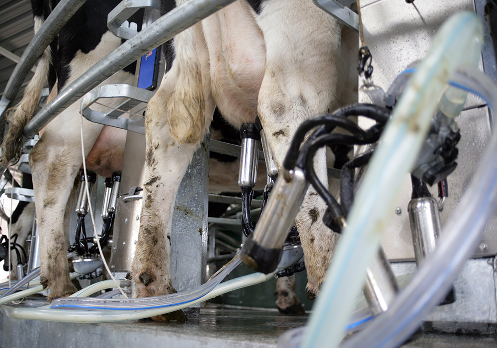 A recent study said 6.8 billion litres of milk has been discarded since 2012. That could have supplied the annual dairy intake for 4.2 million Canadians. | Getty Images