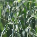 Promising new varieties have seed companies hoping for brighter days for oat demand after acres dropped off by 40 per cent in 2022 to their lowest number on record. | File photo