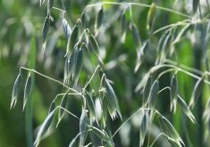Promising new varieties have seed companies hoping for brighter days for oat demand after acres dropped off by 40 per cent in 2022 to their lowest number on record. | File photo