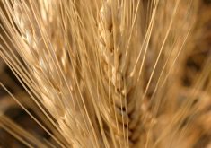 Corteva’s Trusource durum is designed to deliver higher fibre for pasta without sacrificing appearance or mouth feel. | File photo