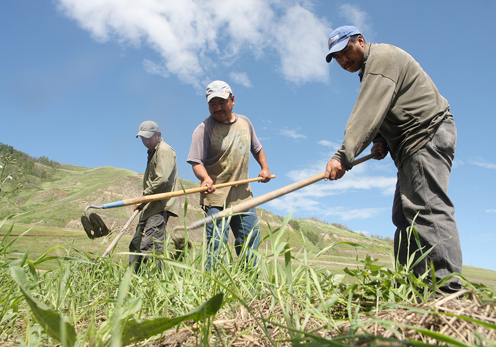 Federal ministers and bureaucrats seem to understand that agriculture and agri-food needs a consistent supply of foreign workers. | File photo