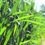 The wheat market will likely begin to reflect the concerns about the 2025 crop early in the new year. Until then, it will likely move relatively in step with corn futures. | File photo