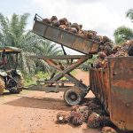 Indonesia is the world’s largest palm oil producer and exporter. It already has a mandate that sees biodiesel contain 35 per cent palm oil. | Reuters photo