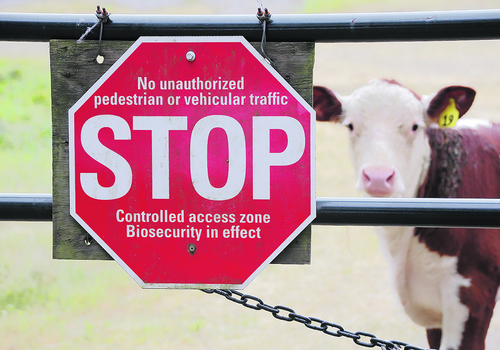 If passed as amended, Bill C-275 would no longer apply only to trespassers but also to anyone entering a livestock facility. | Getty Images