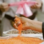 AgPulse Analytica is reporting that the red lentil crop is in trouble in two key states of Australia — South Australia and Victoria. | Reuters photo