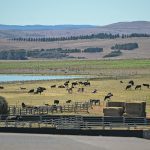 Australia is flush with cattle after four mostly wet years and has trouble-free trade access to the United States, Japan and South Korea. | Reuters/Tracey Nearmy photo