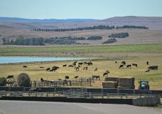 Australia is flush with cattle after four mostly wet years and has trouble-free trade access to the United States, Japan and South Korea. | Reuters/Tracey Nearmy photo