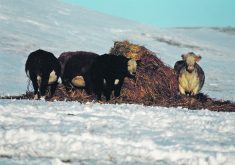 Feeding cows during the winter requires more information than just what can be gleaned from feed tests. For example, it’s also important to have an accurate estimate of the average mature weights of the cows.  |  File photo