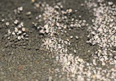 Indian traders say they have already placed orders for Canadian lentil shipments scheduled for October and November, and they are expected to arrive as planned.  |  File photo