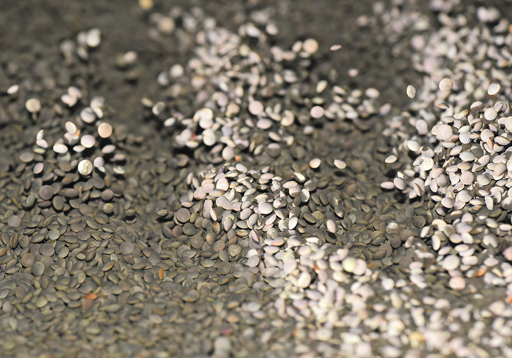 Indian traders say they have already placed orders for Canadian lentil shipments scheduled for October and November, and they are expected to arrive as planned.  |  File photo