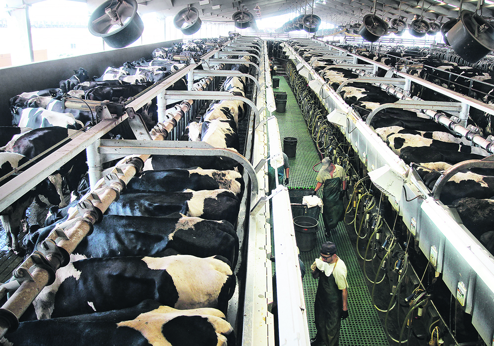 The U.S. Department of Agriculture had contemplated a three-day time frame for testing dairy cows for avian flu, but it ended up allowing a seven-day window after industry pushback.  |  File photo