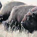 A livestock official says a pregnancy check should be one of the top requirements for producers who are buying bred cows, particularly when it comes to bison. While cattle typically show physical signs of pregnancy about halfway through their gestation period, bison often don’t show until the end of the third trimester. | File photo