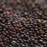 Canadian canola exports are now well above Agriculture Canada's esimate. | Canola Council of Canada photo