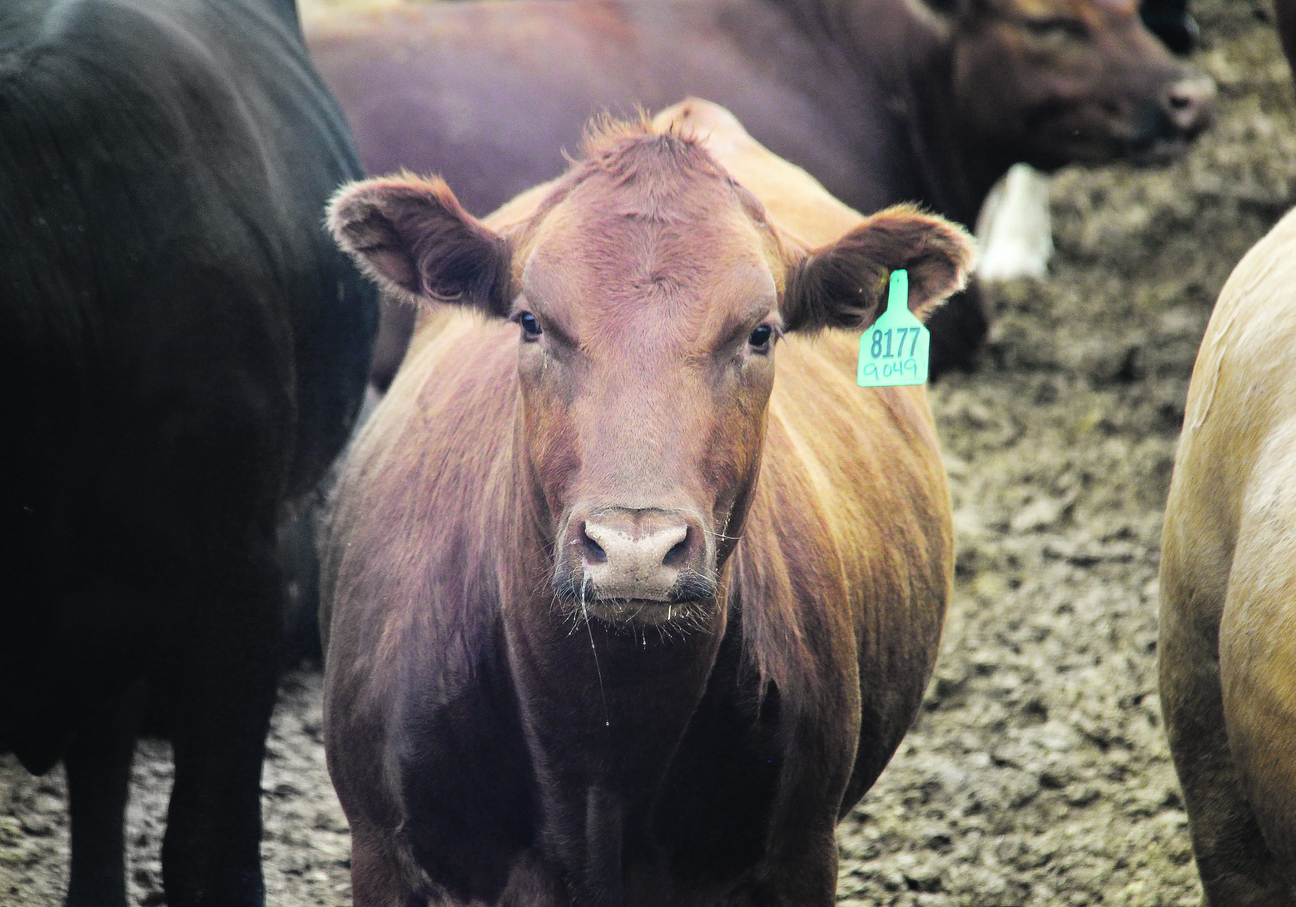 Researchers hope the information they gather will translate into hard data on the feedlot industry’s carbon footprint, which today is largely based on estimates and best guesses. | FILE PHOTO