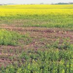An incredibly wet spring in the eastern Prairies forces canola crops in the region, including this crop east of Roblin, Mb. to play catch up throughout the growing season. In other areas, a lack of precipitation was the biggest issue growers faced. | Robin Booker photo