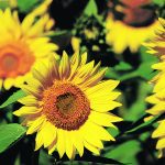 The Manitoba Crop Alliance says producers have been looking for sunflower varieties that will address
the needs of modern farms. | FILE PHOTO