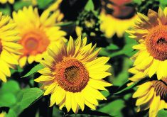 The Manitoba Crop Alliance says producers have been looking for sunflower varieties that will address
the needs of modern farms. | FILE PHOTO