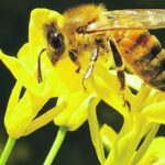 Canadian white canola honey is the most popular type. | CANADIAN HONEY COUNCIL PHOTO