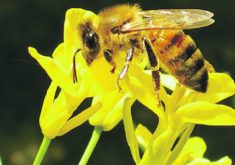Canadian white canola honey is the most popular type. | CANADIAN HONEY COUNCIL PHOTO
