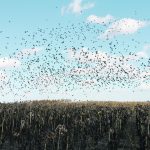 Research in North Dakota found that most damage to sunflower crops happens during a brief period
in October, when the peak population of redwing blackbirds coincides with large fields of mature,
unharvested sunflowers. | FILE PHOTO
