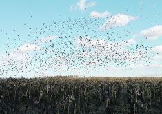 Research in North Dakota found that most damage to sunflower crops happens during a brief period
in October, when the peak population of redwing blackbirds coincides with large fields of mature,
unharvested sunflowers. | FILE PHOTO